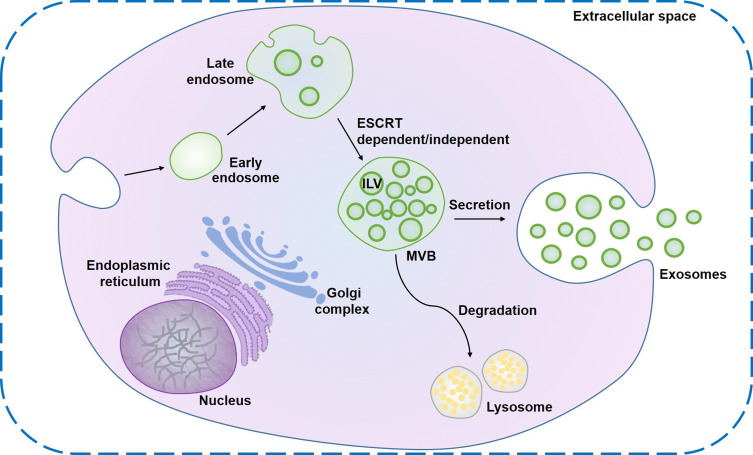 外泌体形成过程