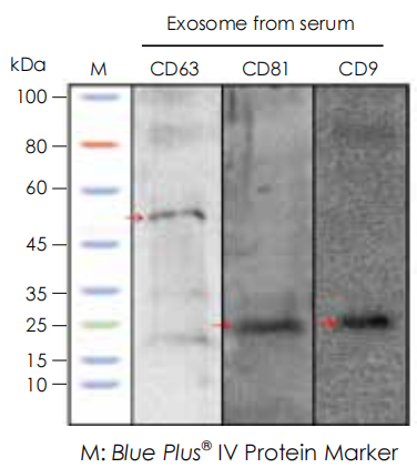 外泌体标志性蛋白检测