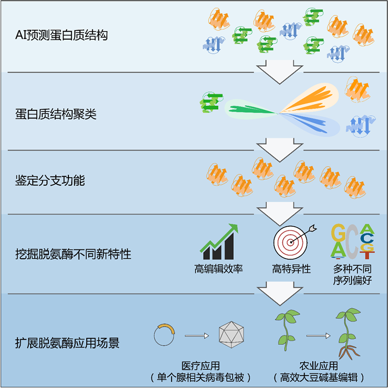 基于AI辅助的蛋白结构聚类挖掘脱氨酶并开发具有新特性的碱基编辑系统