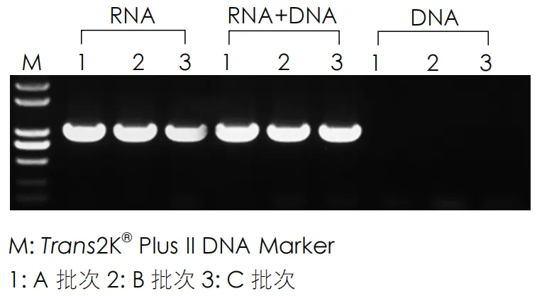 Trans2K®Plus II DNA Marker